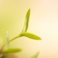 Logo der Firma Marie-Cathérine Rausch (Einzelunternehmen)