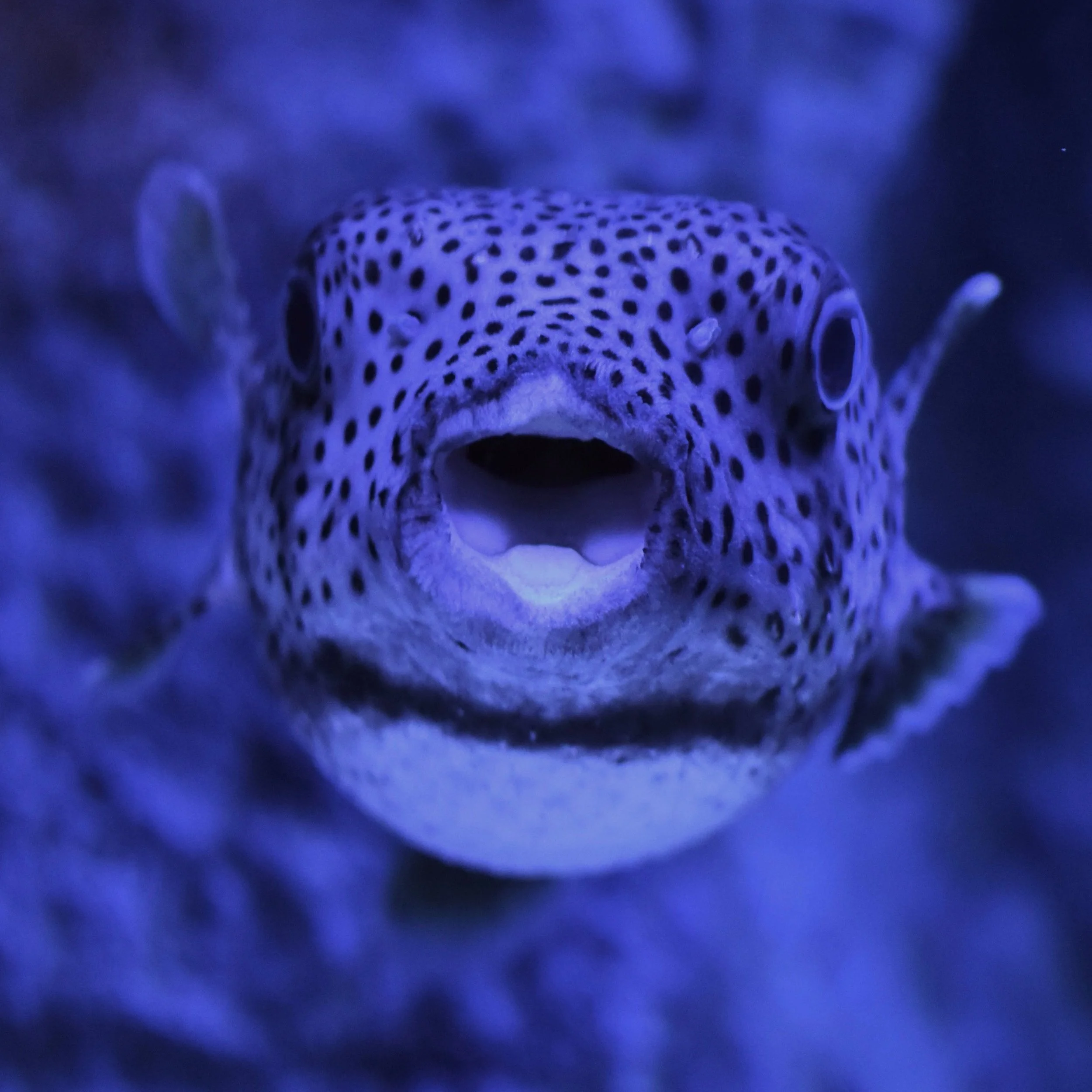 Logo der Firma Invisible Hand Ventures GmbH