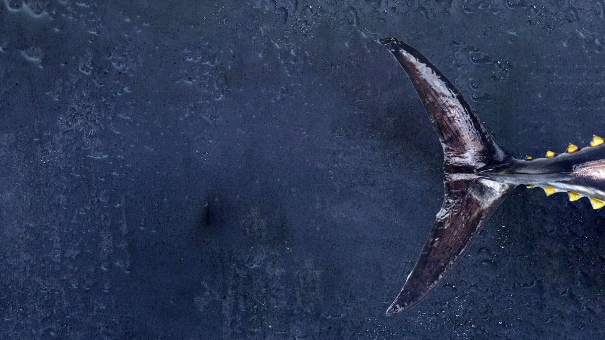 Logo der Firma Next Tuna GmbH